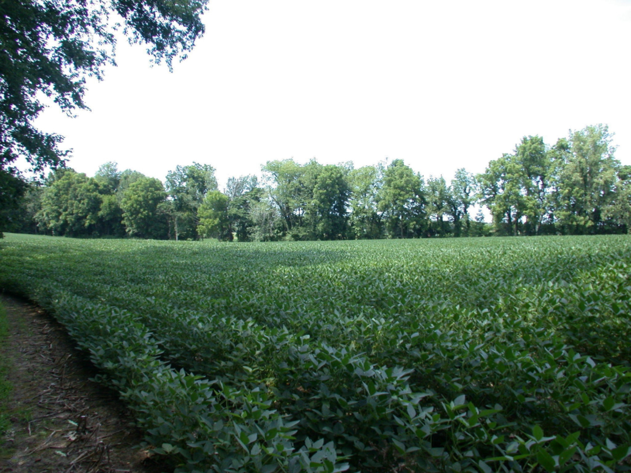 13430 Madron Lake Road Buchanan, MI 49107 - Photo 19 of 28 DSCN6612