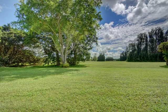 a view of a park with large trees