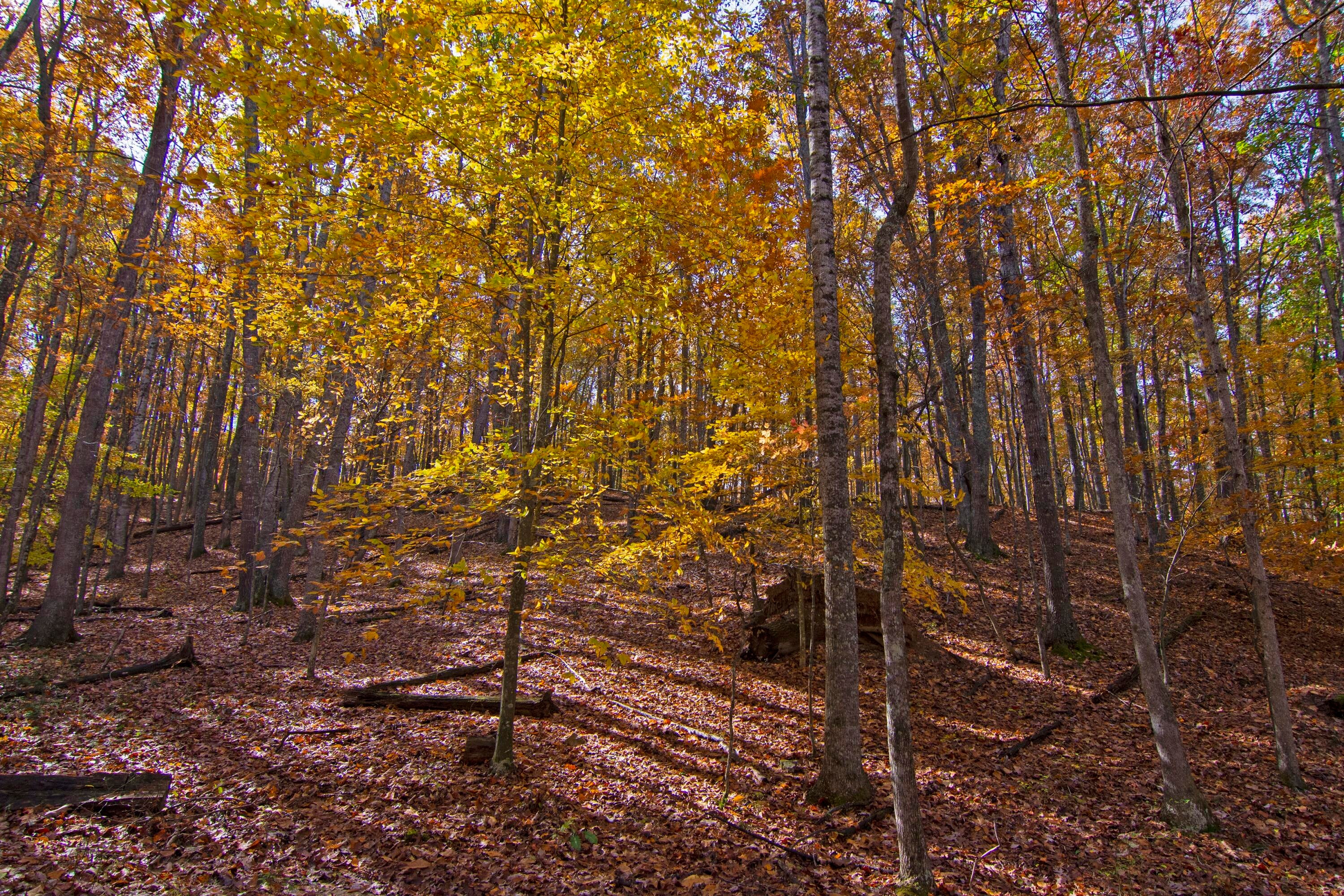 310 Rays Siding Road Waiteville, WV 24984 - Photo 113 of 148 Gallery Image 113