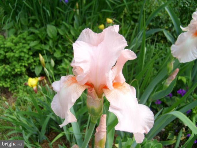 252 Douglas Street Elkton, MD 21921 - Photo 5 of 10 Garden