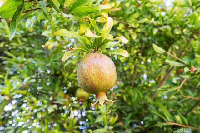 a view of a plant in a garden