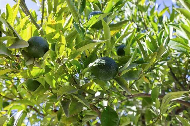 a backyard of a multi story tree