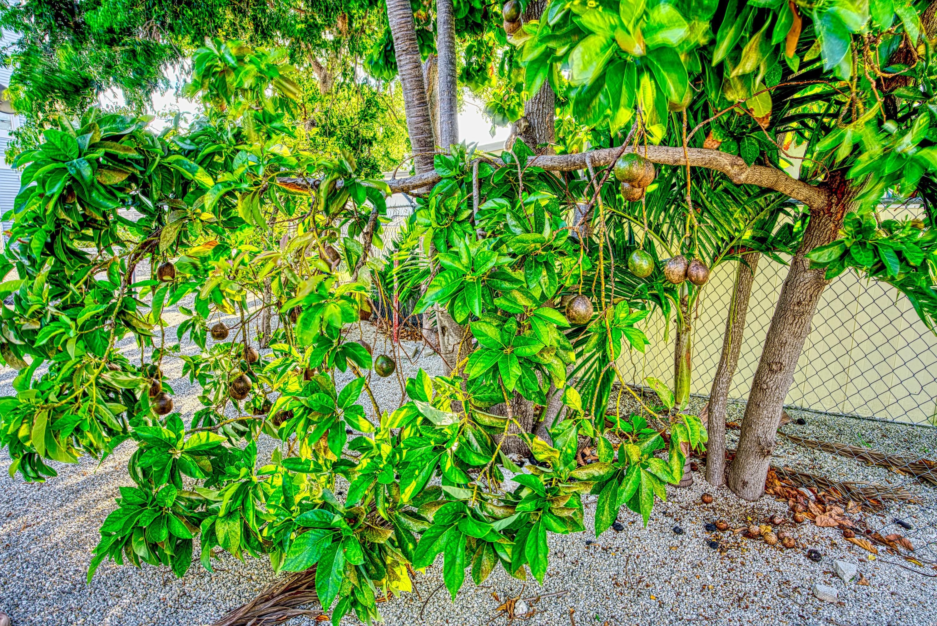 25 Mockingbird Road Key Largo, FL 33037 - Photo 29 of 31 Avocado and Lime Trees!