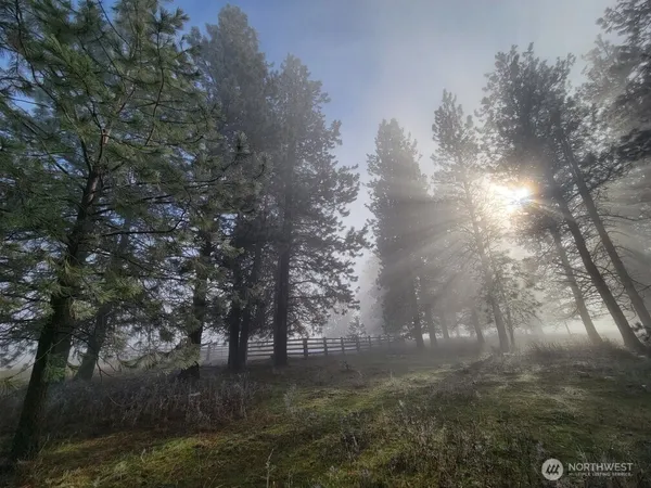 a view of a yard with a tree