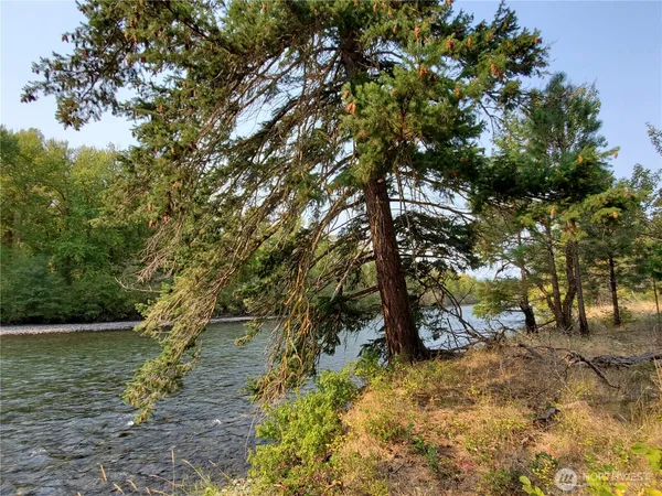 a view of a tree in a yard