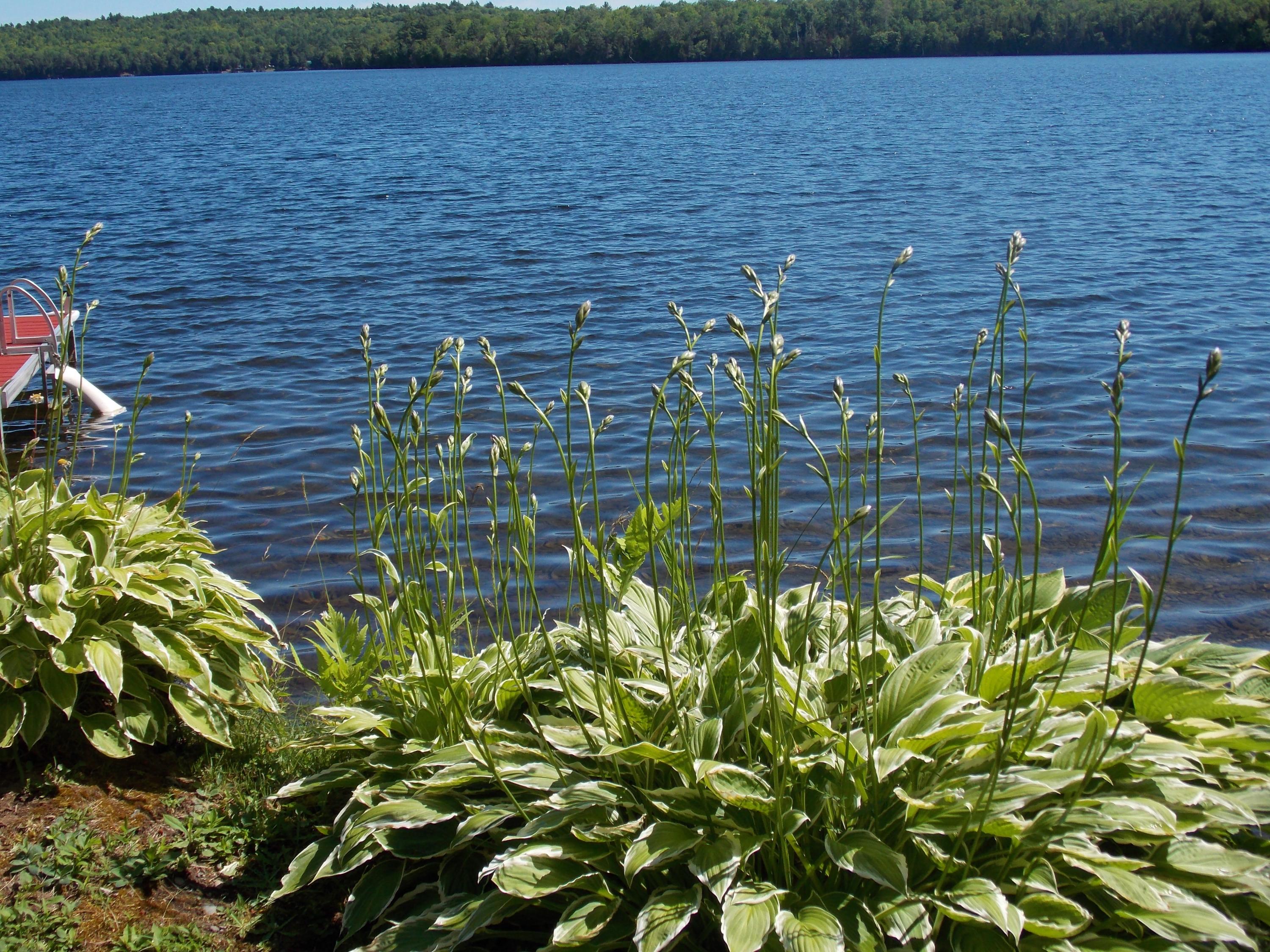 94 Center Pond Road Sangerville, ME 04479 - Photo 47 of 51 Landscaping