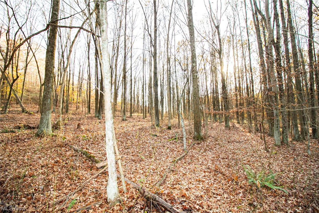 View of local wilderness