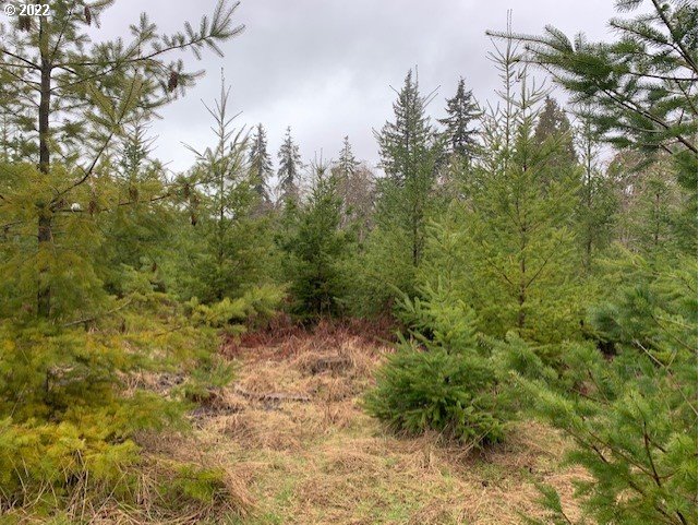 Elk Creek Road Rainier, OR 97048 - Photo 11 of 15 a view of a yard with a tree