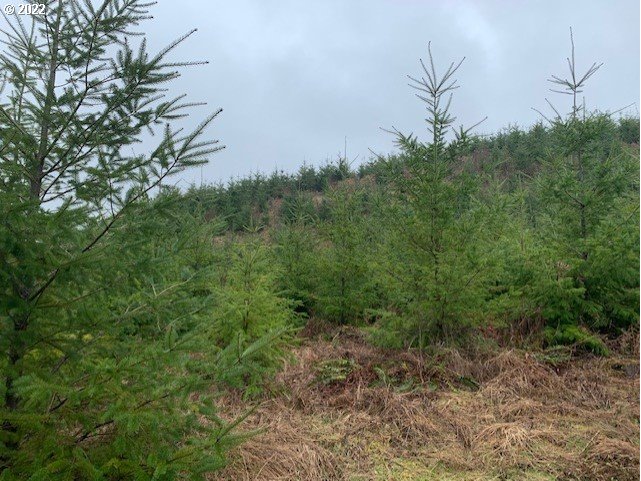 Elk Creek Road Rainier, OR 97048 - Photo 12 of 15 a view of a forest with a tree