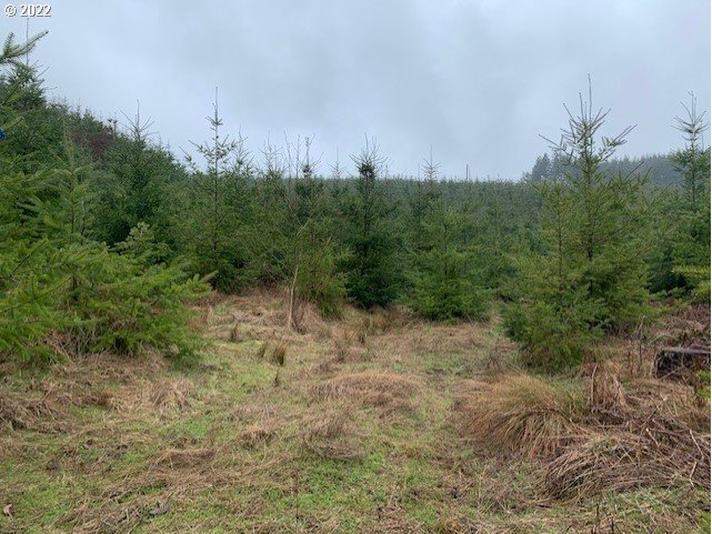 Elk Creek Road Rainier, OR 97048 - Photo 13 of 15 a view of a field