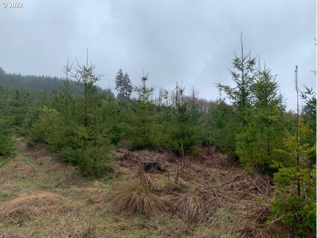 Elk Creek Road Rainier, OR 97048 - Photo 14 of 15 a backyard of a house with lots of green space