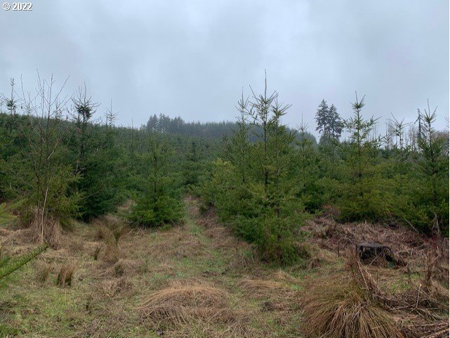 Elk Creek Road Rainier, OR 97048 - Photo 15 of 15 a view of a yard