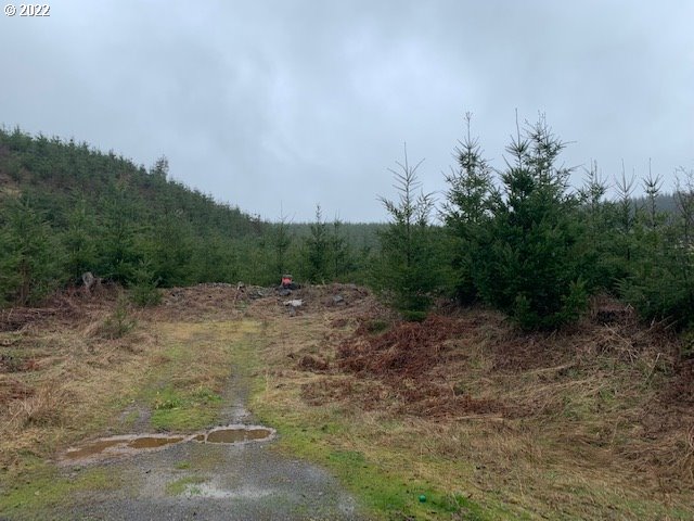 Elk Creek Road Rainier, OR 97048 - Photo 5 of 15 a view of a field with plants and trees in the background