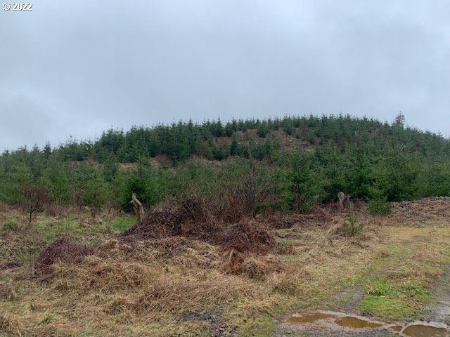 Elk Creek Road Rainier, OR 97048 - Photo 6 of 15 a view of a dry yard with trees in the background