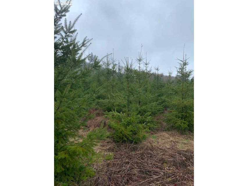Elk Creek Road Rainier, OR 97048 - Photo 9 of 15 a view of a yard with a small plants and small trees