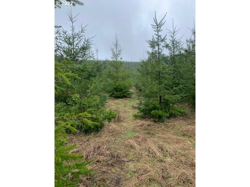 Elk Creek Road Rainier, OR 97048 - Photo 10 of 15 a view of a yard with plants and some trees