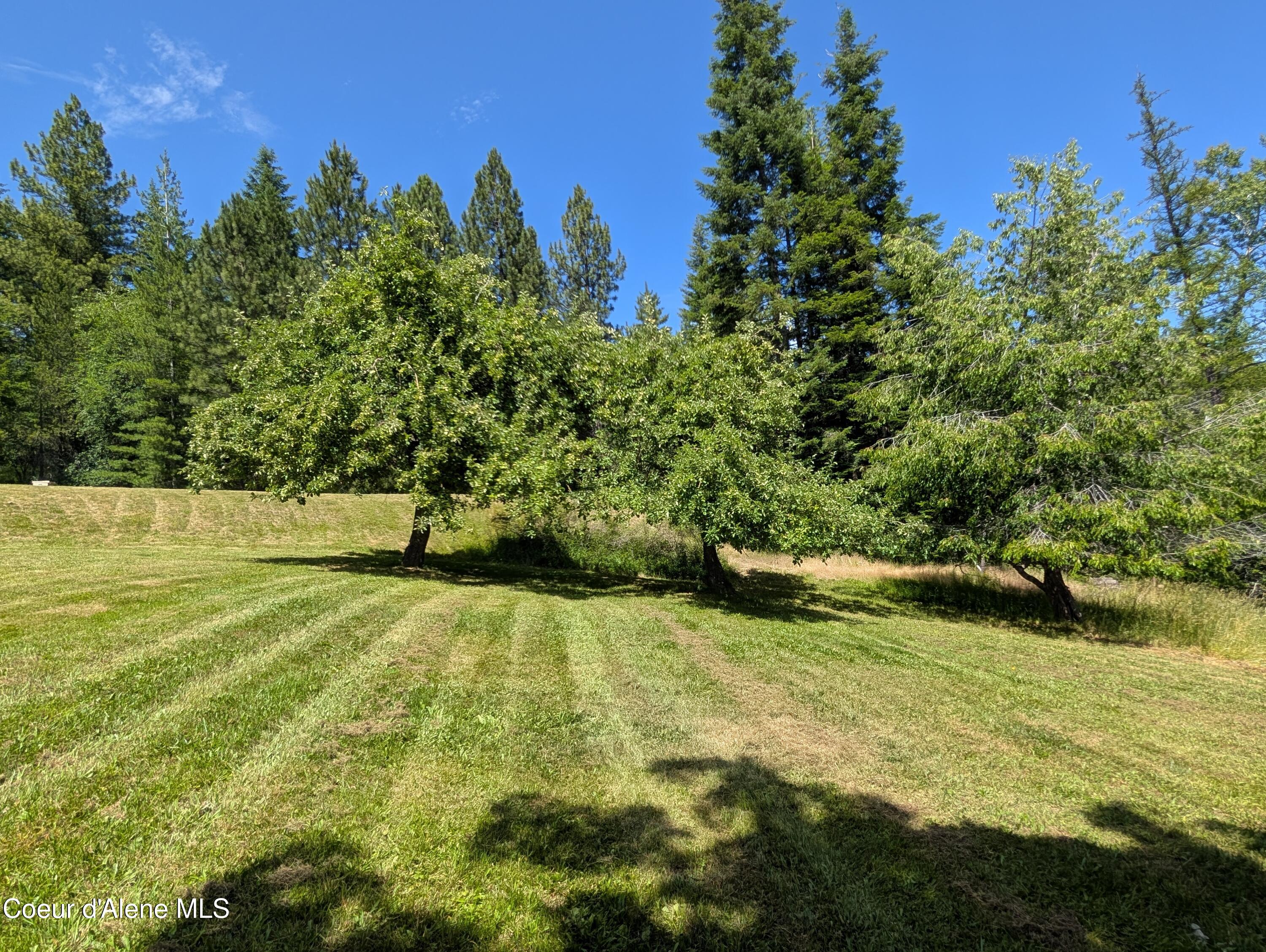 3115 Cherry Creek Road St. Maries, ID 83861 - Photo 36 of 52 3115 Cherry Creek fruit tree pic 3