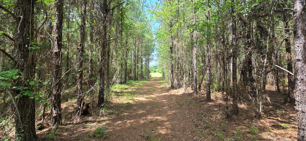 10 Mt Zion Road Gordon, AL 36343 - Photo 7 of 28