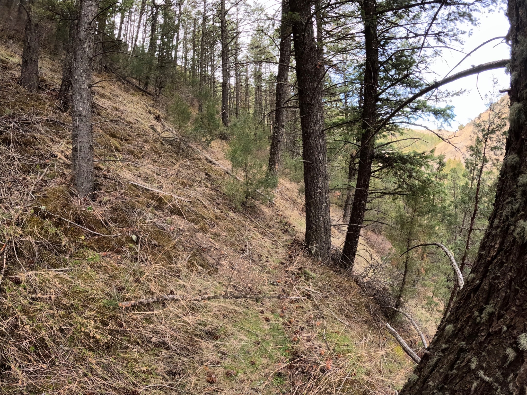 Three Pole Gulch Road Three Forks, MT 59752 - Photo 15 of 27 Game trail