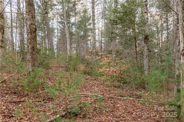 a view of a forest with trees