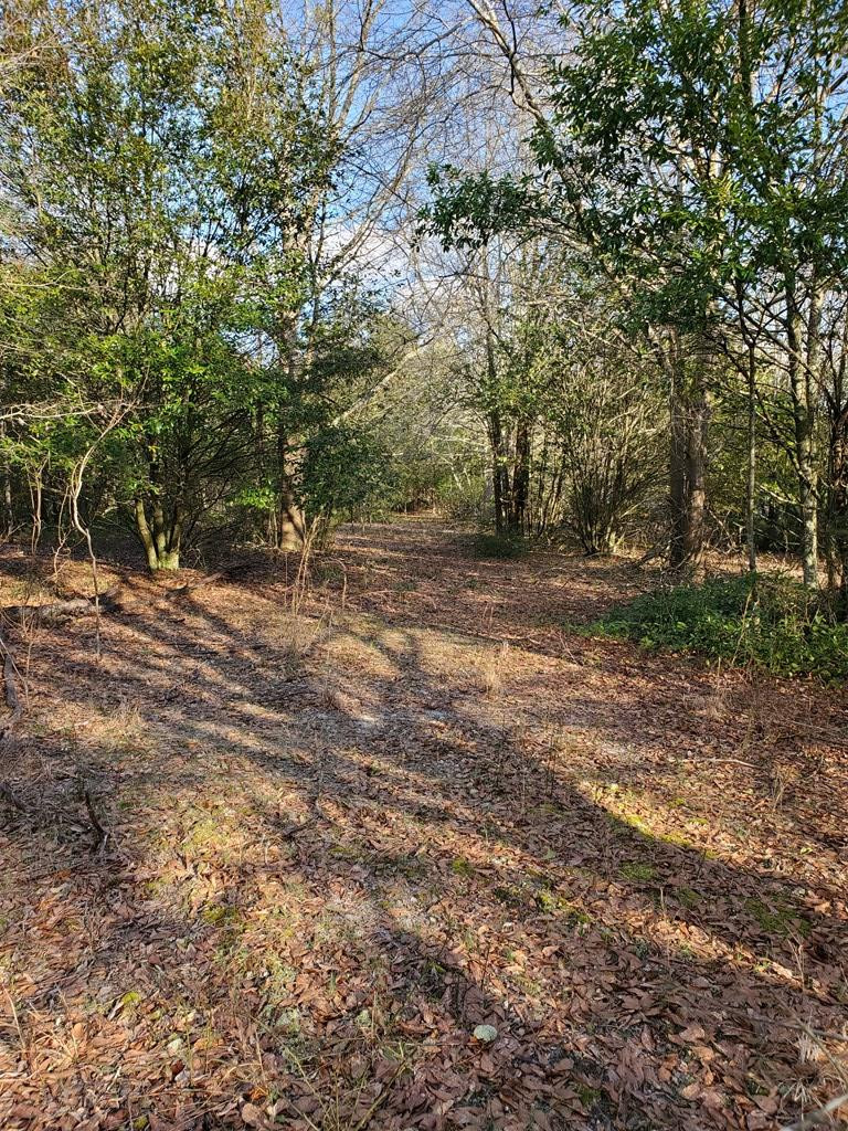 0 Mt Pleasant Road Monetta, SC 29105 - Photo 4 of 9