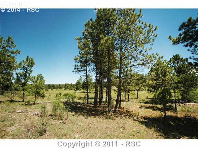 5520 Jason Road Colorado Springs, CO 80908 - Photo 3 of 4 Trees and meadow facing south and east on the lot.
