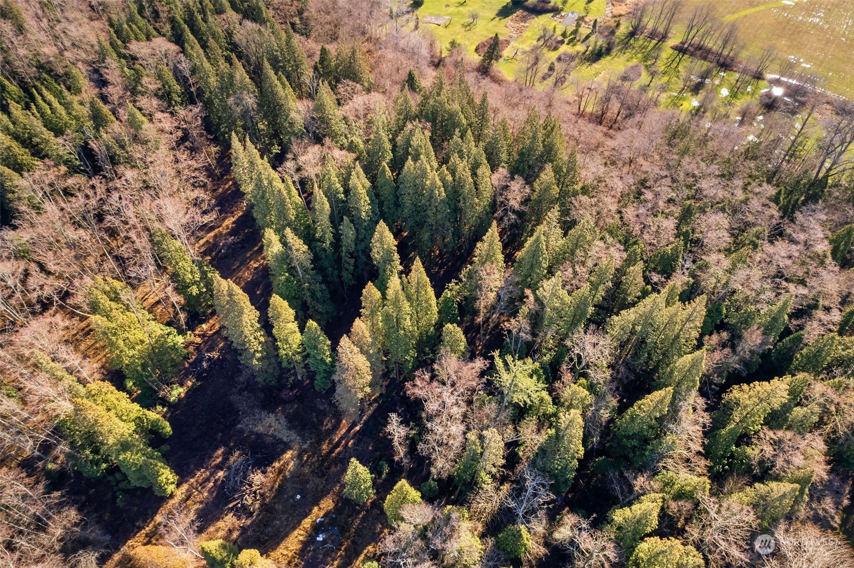 3155 Mountain View Road Ferndale, WA 98248 - Photo 25 of 31 a view of a forest