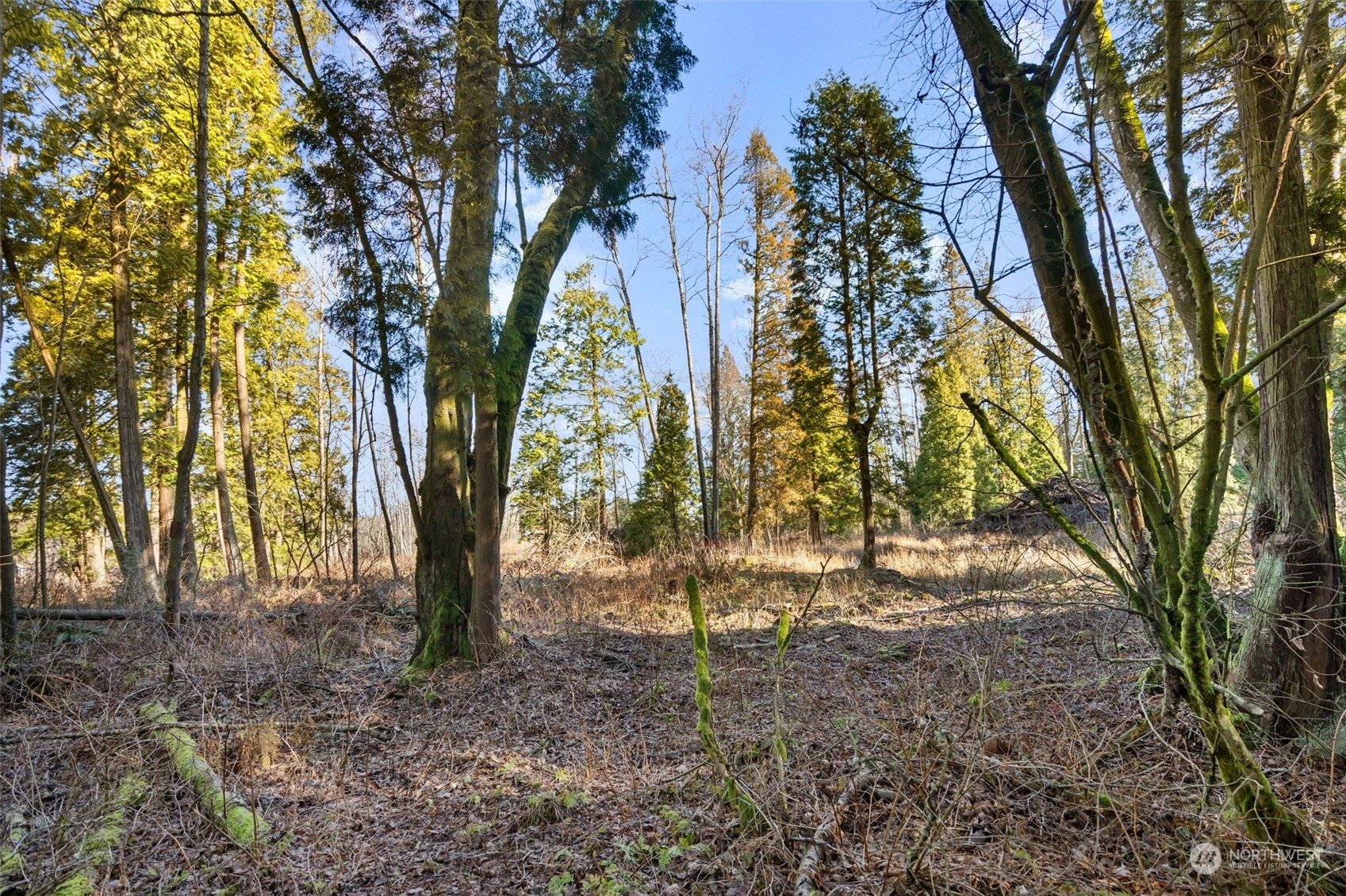 3155 Mountain View Road Ferndale, WA 98248 - Photo 29 of 31 a view of outdoor space with trees