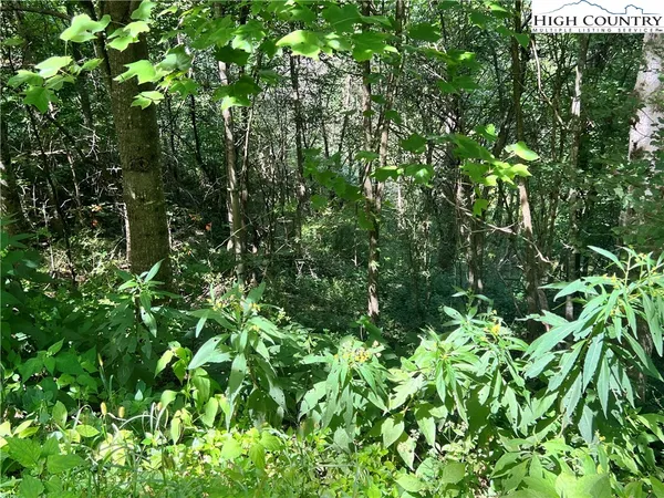 a view of a lush green forest