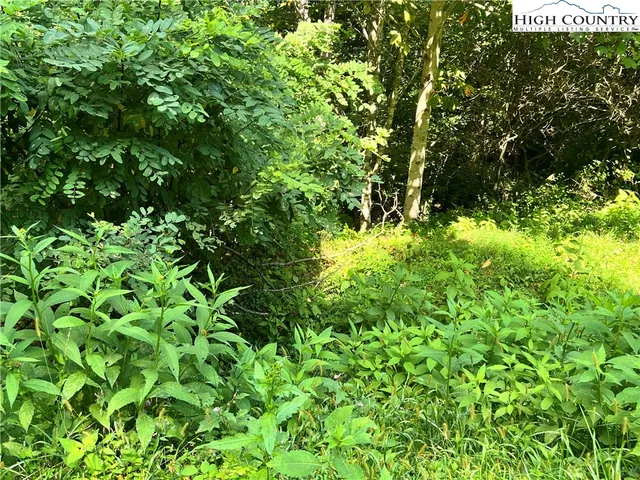 a view of a lush green forest