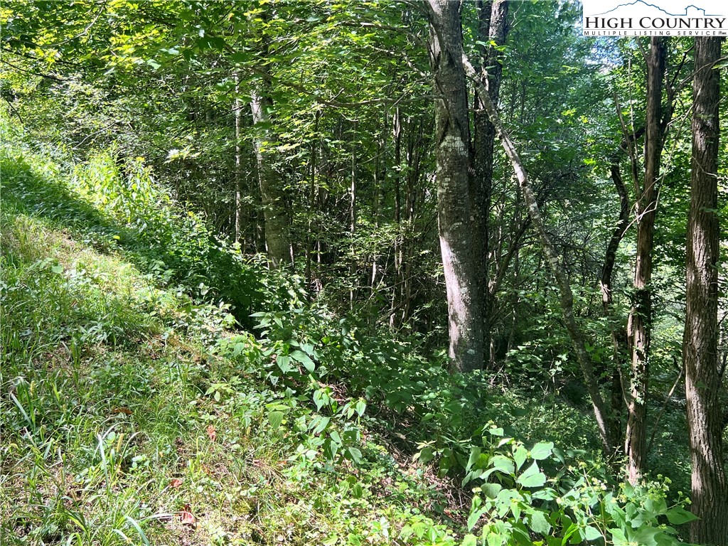 Lot 7 Old Barn Road Vilas, NC 28692 - Photo 3 of 3 a view of a lush green forest