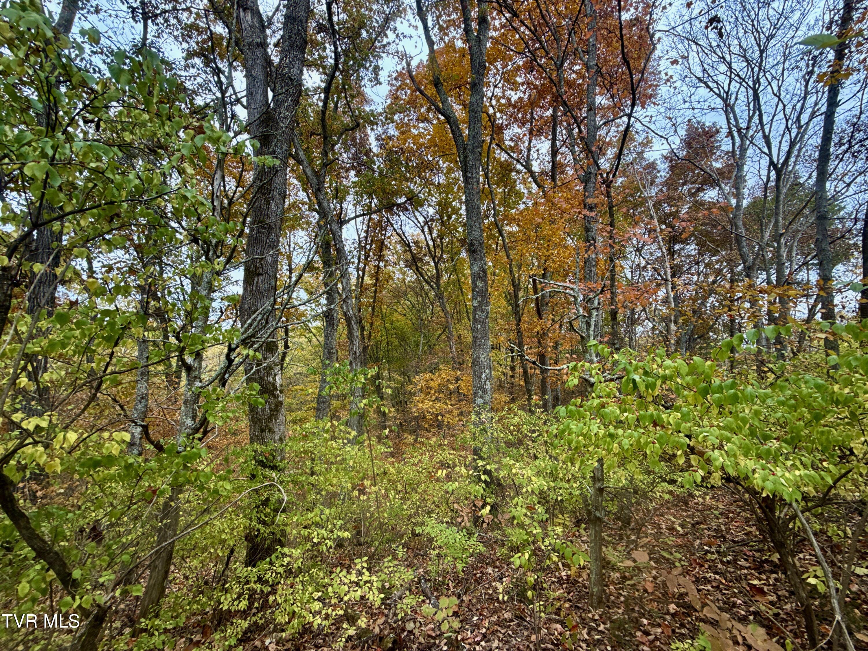 1499 Keesel Hollow Road Parrottsville, TN 37843 - Photo 27 of 65 _Pic27 (18)