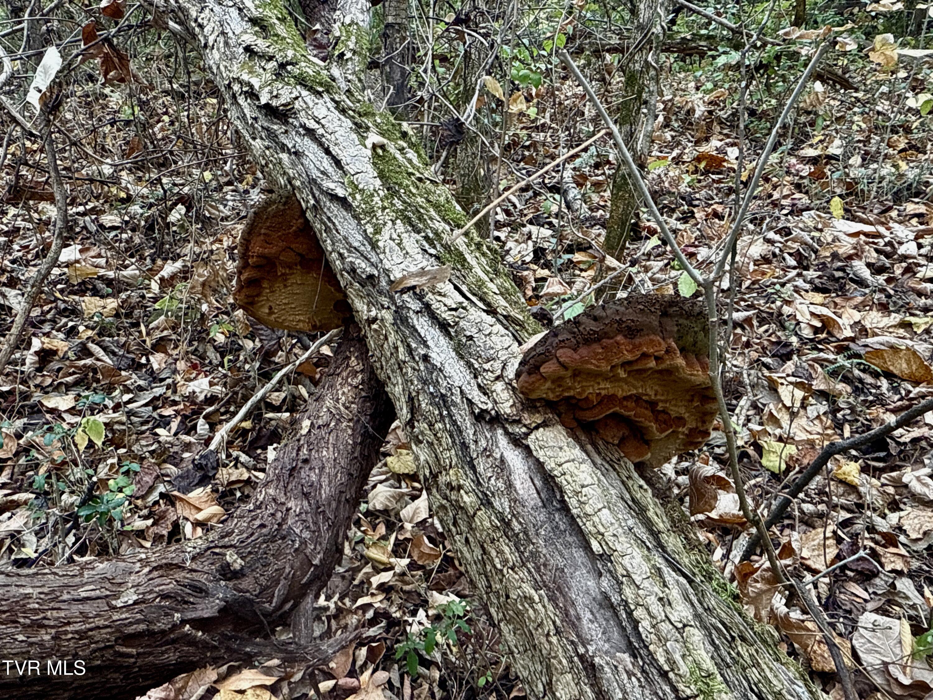 1499 Keesel Hollow Road Parrottsville, TN 37843 - Photo 46 of 65 _Pic46 (10)