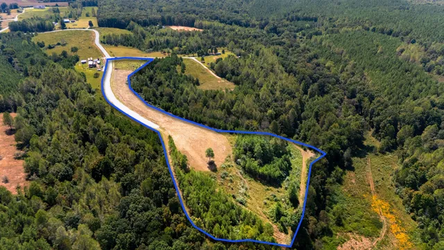 a view of a garden with plants