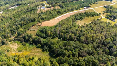 a view of a garden with a tree