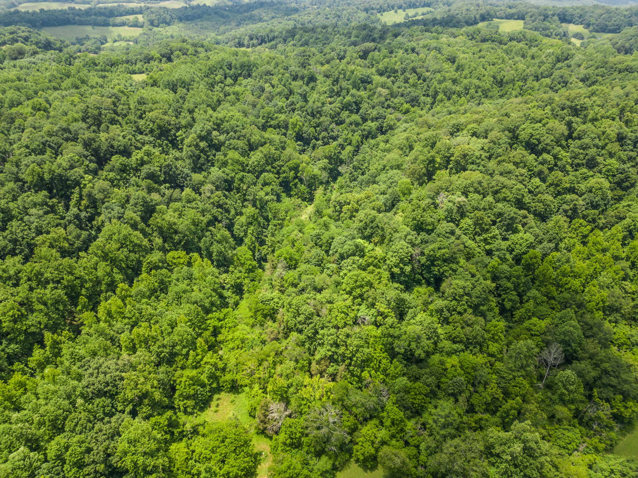 0 Dry Prong Road Mulberry, TN 37359 - Photo 23 of 27 a view of a lush green forest