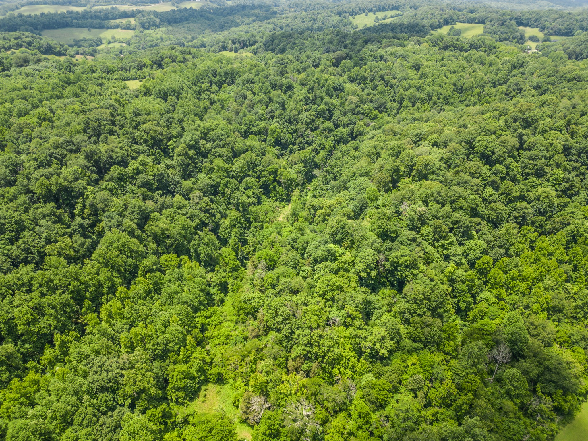 0 Dry Prong Road Mulberry, TN 37359 - Photo 24 of 27 a view of a large yard with plants and large trees