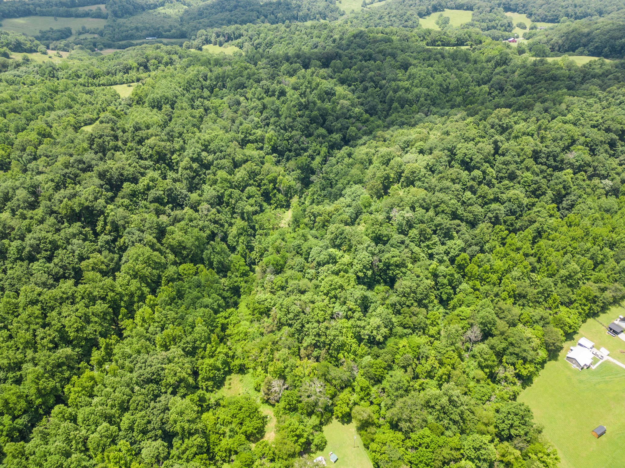 0 Dry Prong Road Mulberry, TN 37359 - Photo 26 of 27 a view of a large yard with plants and large trees