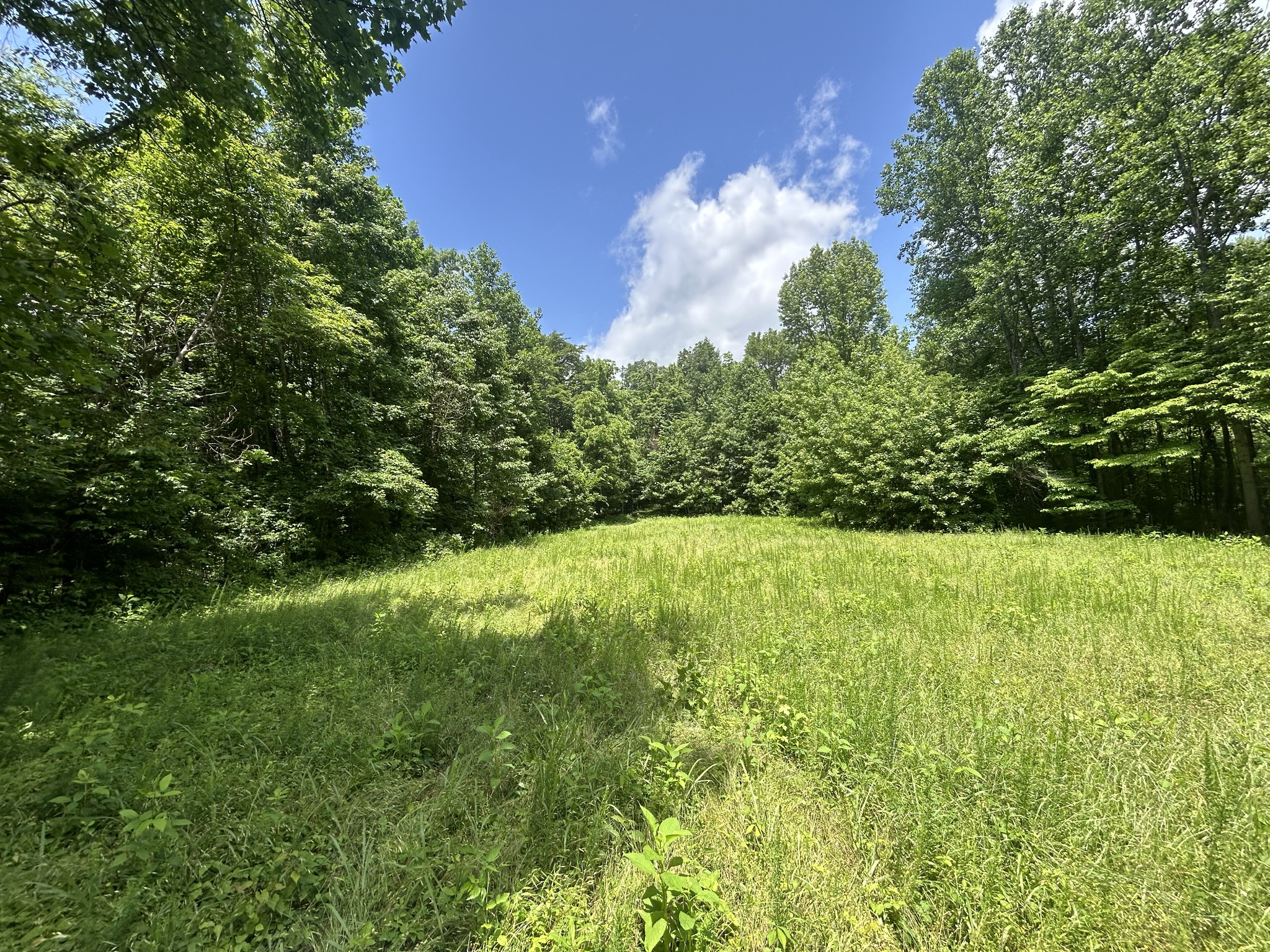 0 Dry Prong Road Mulberry, TN 37359 - Photo 5 of 27 a view of yard with green space