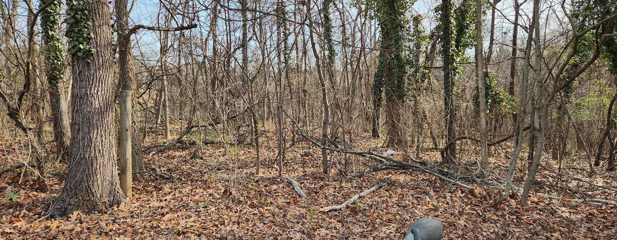 5257 North Spring Drive Northwest Roanoke, VA 24019 - Photo 41 of 47 a view of a yard with large trees
