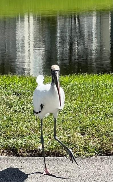 Palm Aire Pompano Beach, FL 33069 - Photo 60 of 60