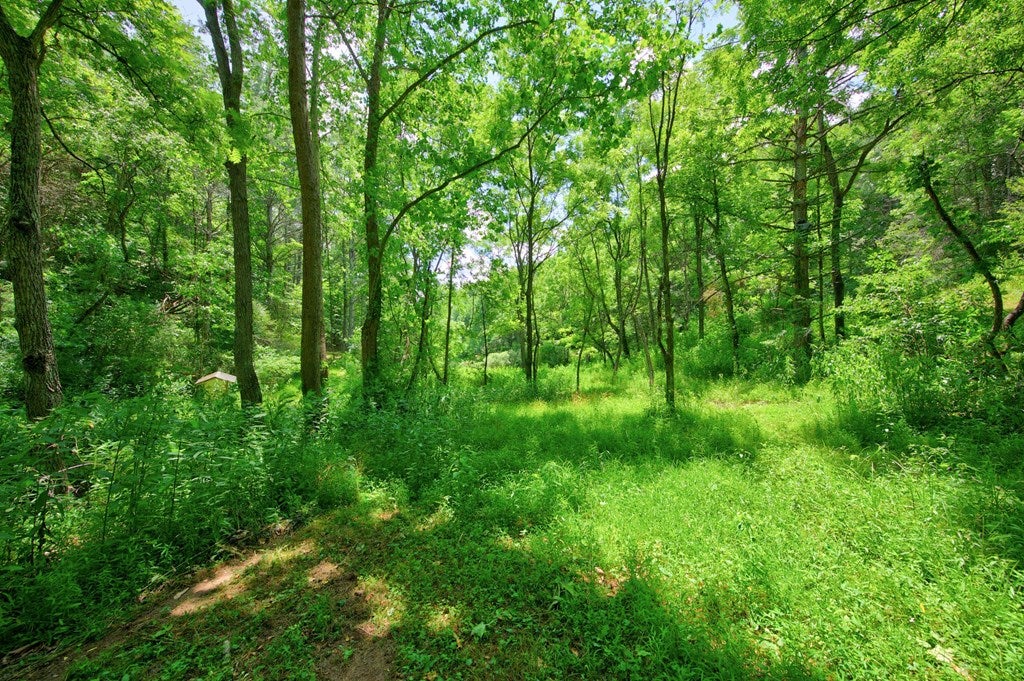 4436 Cedar Springs Road Rural Retreat, VA 24368 - Photo 58 of 78 Gallery Image 58