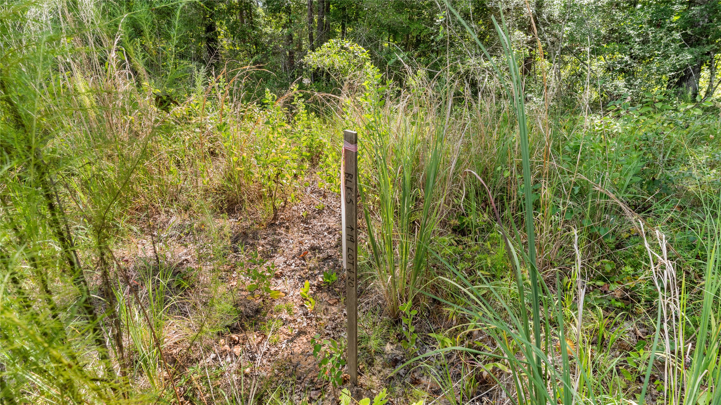 194 Exploration Road Willis, TX 77378 - Photo 7 of 17 a view of a garden