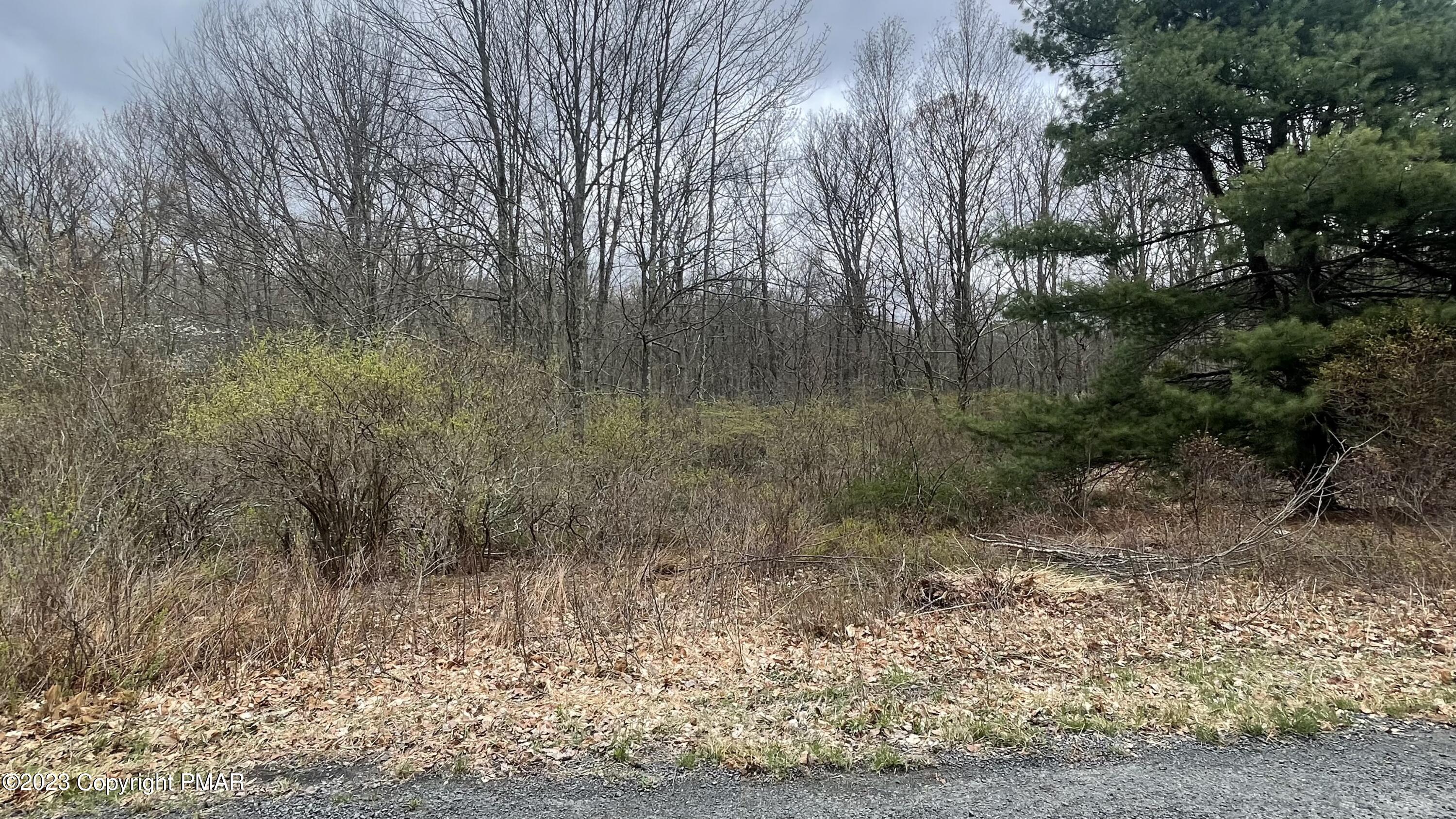 a view of a forest
