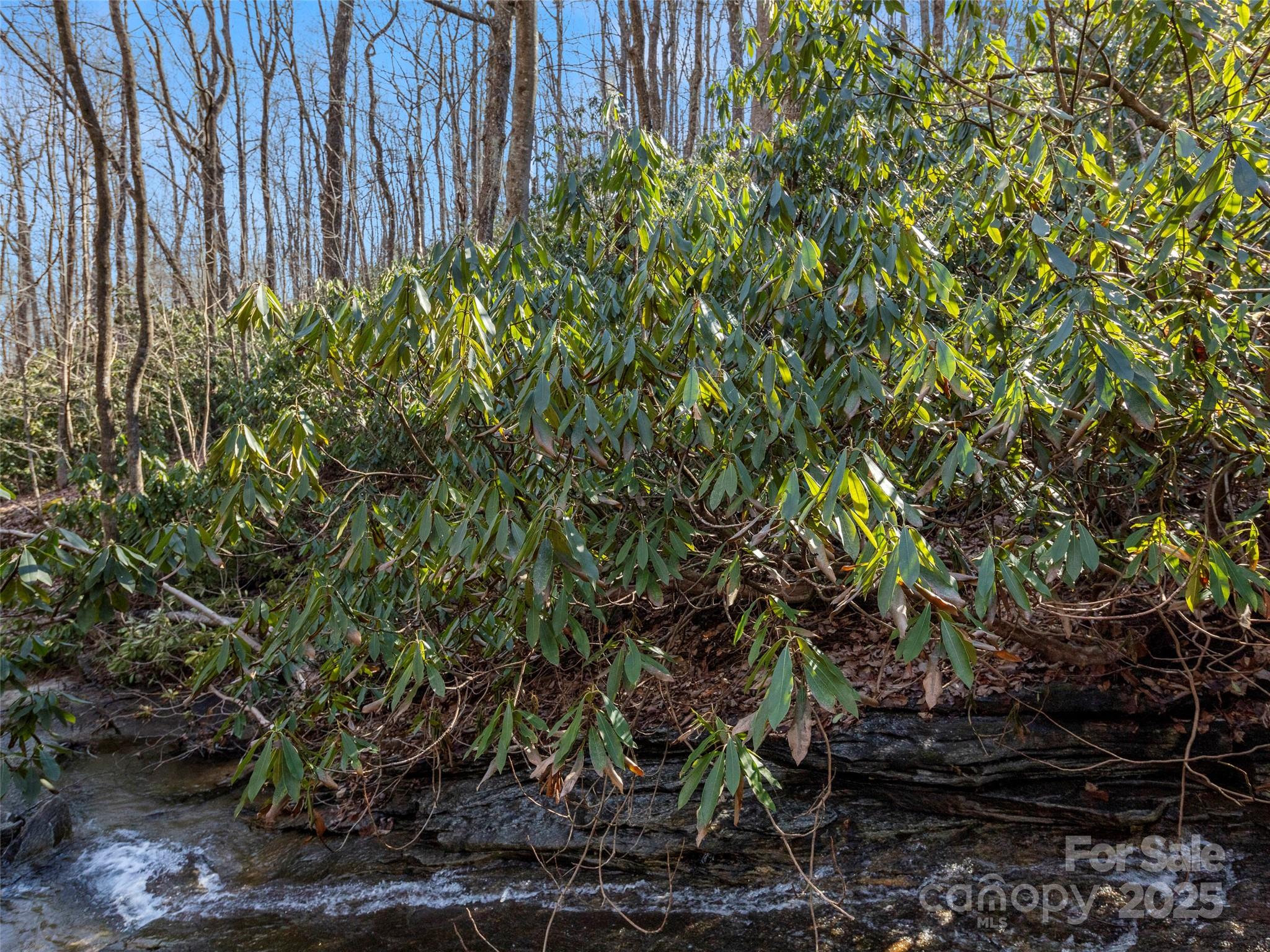 0 Mt Olivet Road Zirconia, NC 28790 - Photo 8 of 11 a backyard of a house