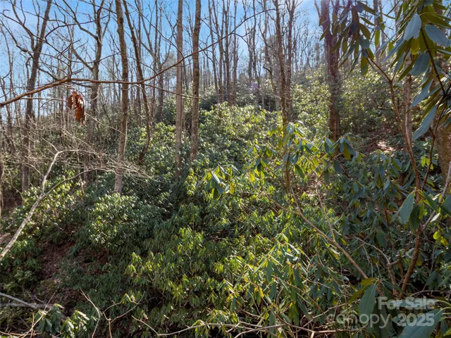 a view of a yard with plants and trees