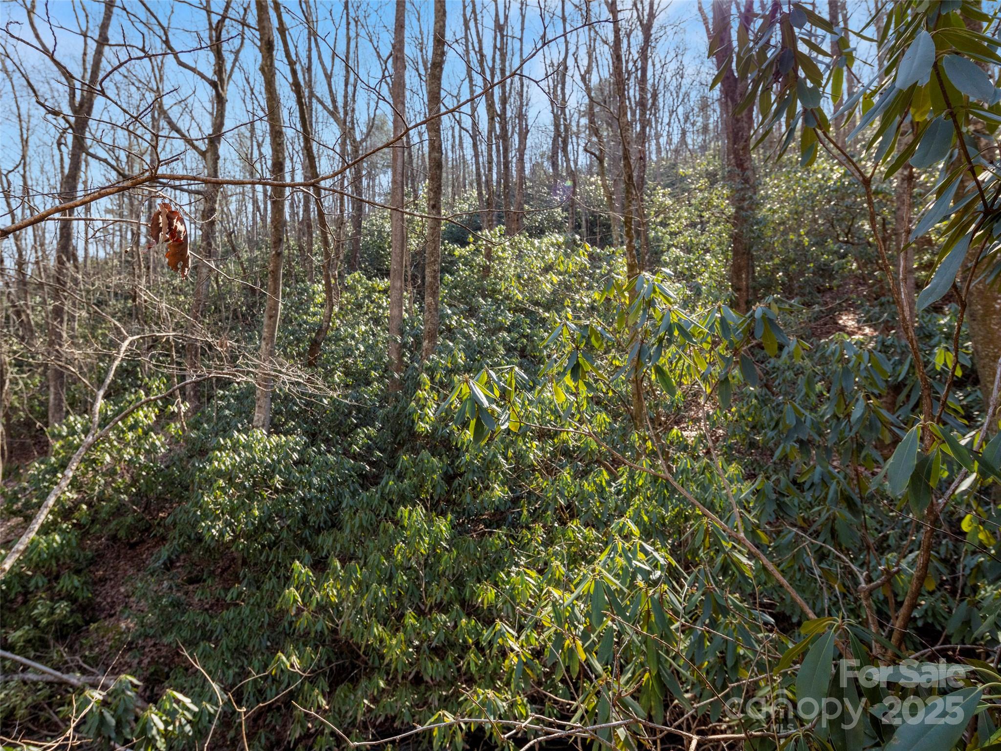 0 Mt Olivet Road Zirconia, NC 28790 - Photo 9 of 11 a view of a yard with plants and trees