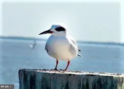 $2,200 | 421 D Concord Street, Havre de Grace, MD 21078