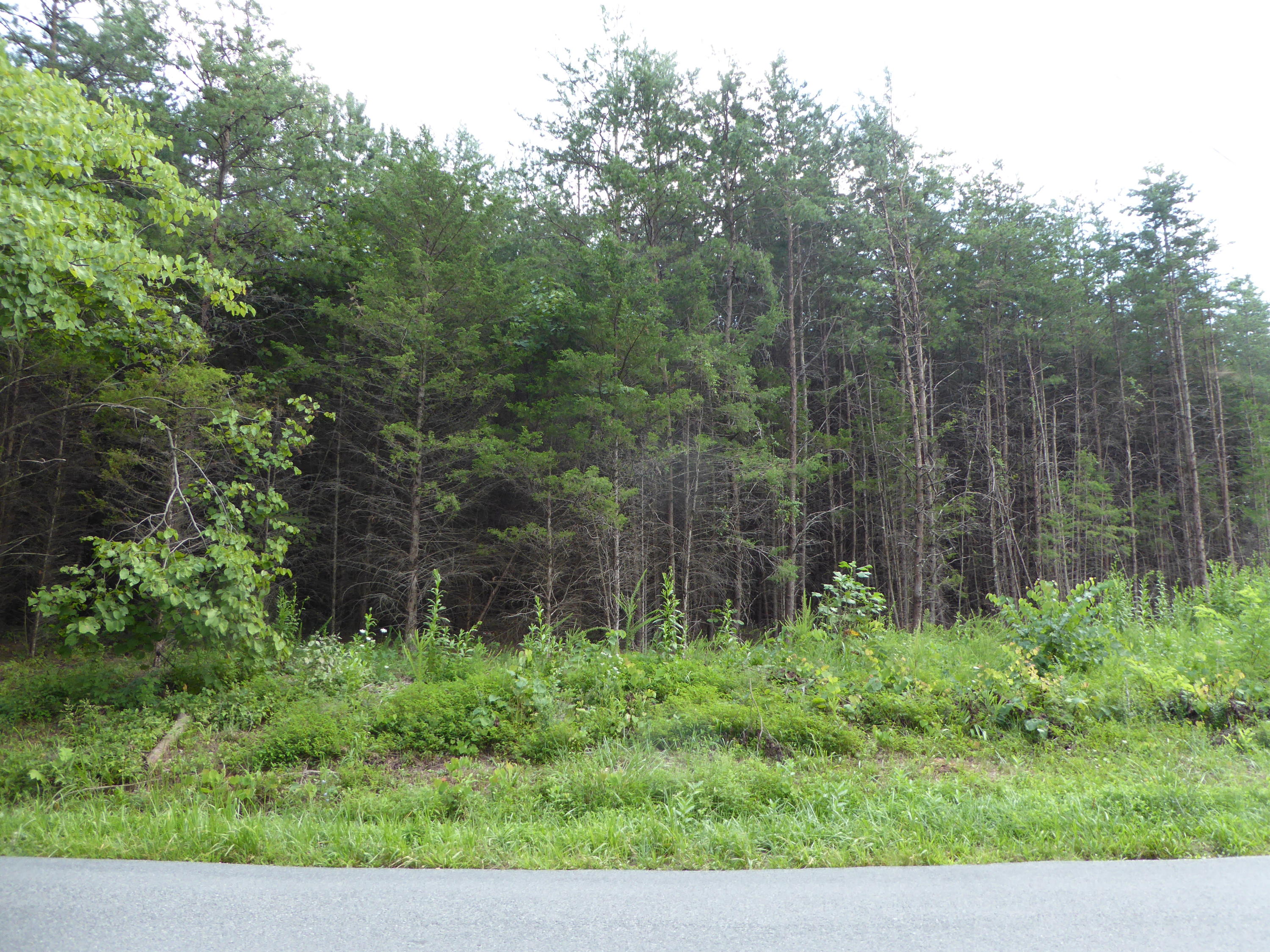 0 Double Branch Road Rocky Mount, VA 24151 - Photo 3 of 5 3