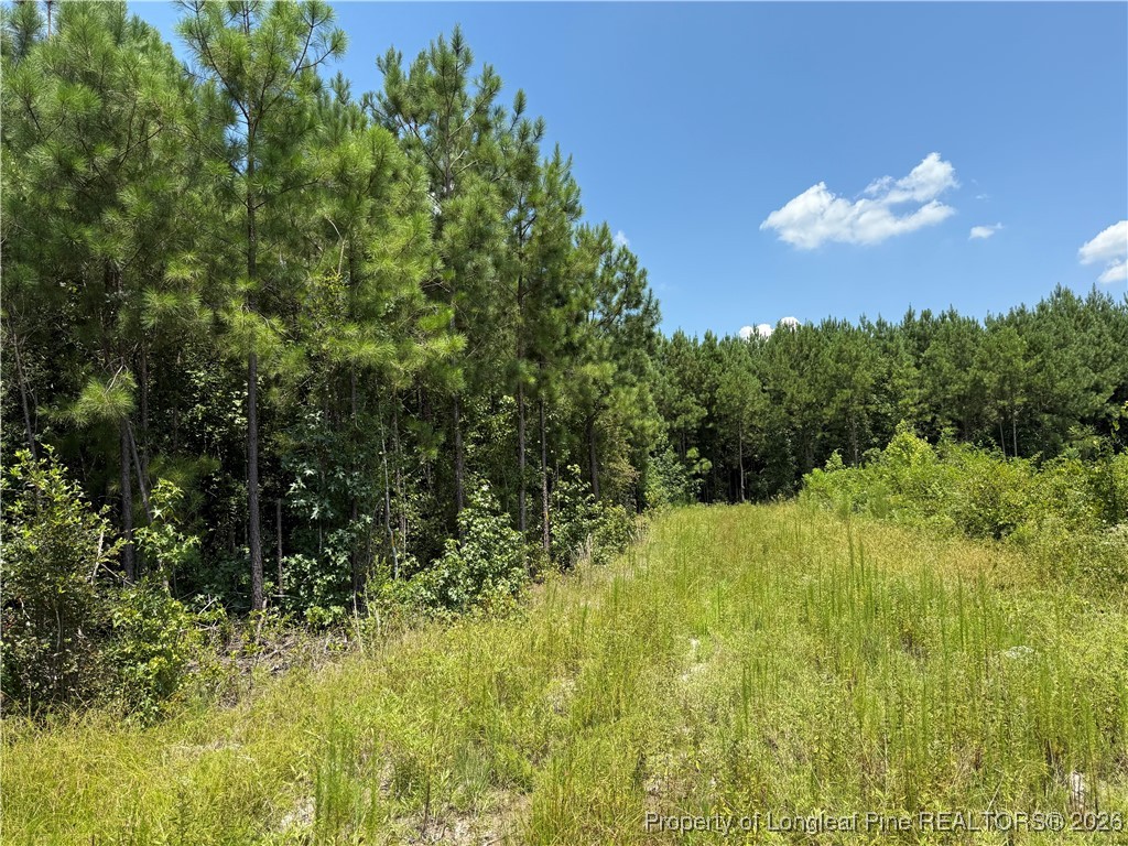 0 Tabor Church Road Fayetteville, NC 28312 - Photo 7 of 9 a view of a bunch of trees in a yard